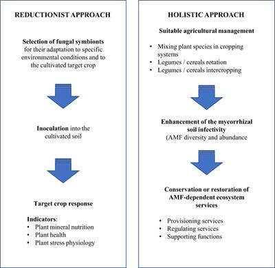 Mycorrhizae helper bacteria for managing the mycorrhizal soil infectivity